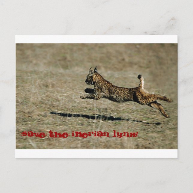 LINCE IBÉRICO, Save the Iberian Lynx! Postcard (Front)
