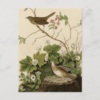 Lincoln Finch Postcard by birdpictures at Zazzle