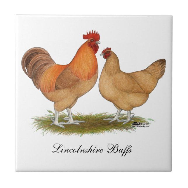 Lincolnshire Buff Chickens Ceramic Tile (Front)