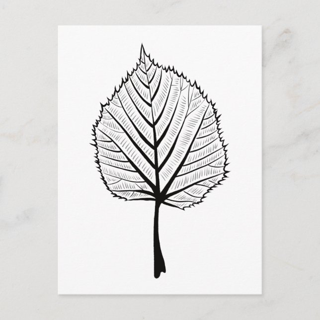 Linden Leaf Outline Art - Botanical Coloring Postcard (Front)