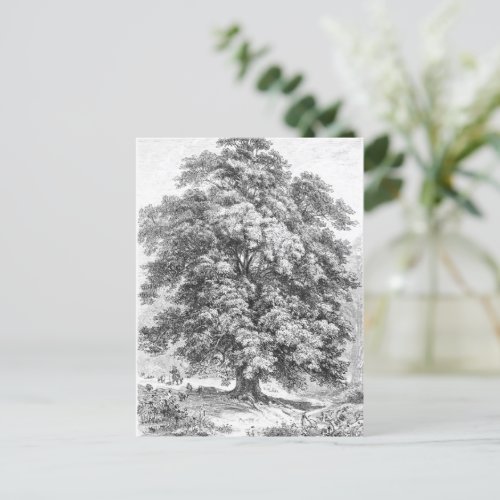 Linden Tree Black and White Antique Print Postcard