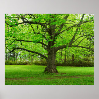 Linden Tree Poster