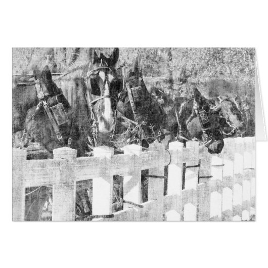 Line of Amish Horses Black and white Cards (Front Horizontal)