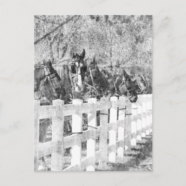 Line of Amish Horses Black and white Postcard (Front)