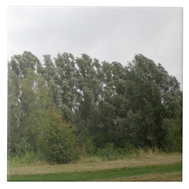 Line of Leaning Trees Landscape Tile (Front)