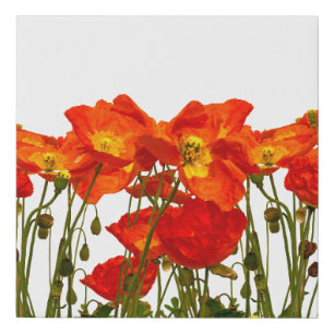 Line of red poppies isolatedart, background, beaut faux canvas print