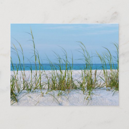 Line Of Sea Oats In White Sand Postcard