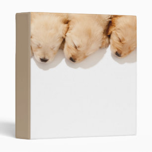 Line of Sleeping Golden Retriever Puppies 3 Ring Binder