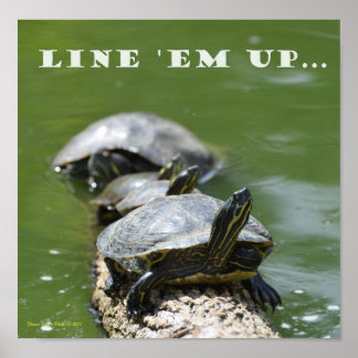 Line Up the Turtles Poster