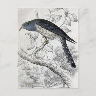 Lineated Cuckoo Vintage Bird Illustration Postcard