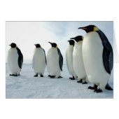 Lined up Emperor Penguins (Front Horizontal)