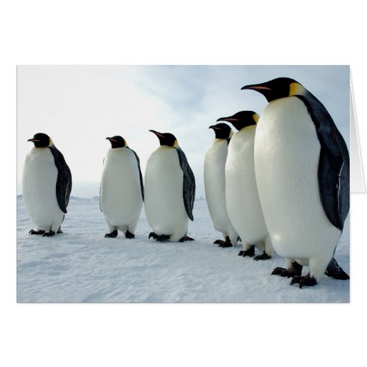 Lined up Emperor Penguins Cards (Front Horizontal)