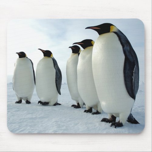 Lined up Emperor Penguins Mouse Pad