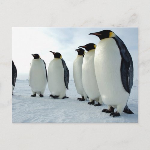 Lined up Emperor Penguins Postcard