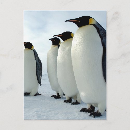 Lined up Emperor Penguins Postcard