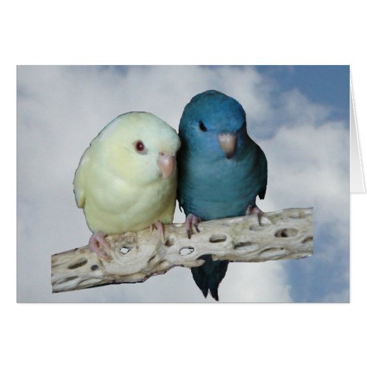 Lineolated parakeet pair cards (Front Horizontal)