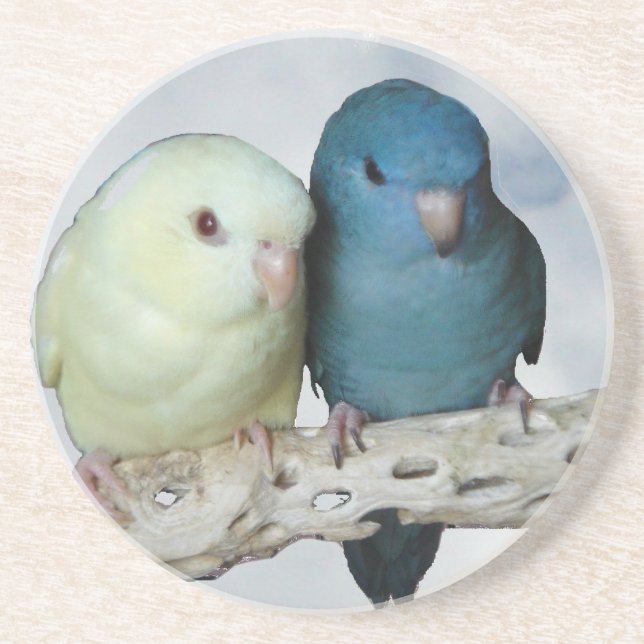 Lineolated parakeet pair drink coaster (Front)