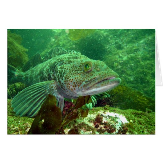 Ling Cod Cards (Front Horizontal)