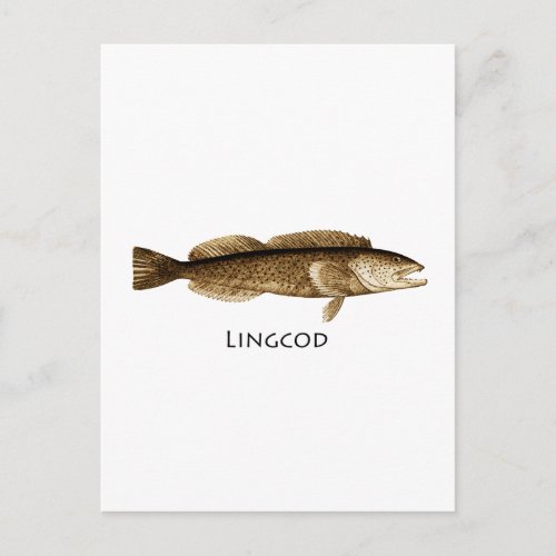 Lingcod Logo Postcard