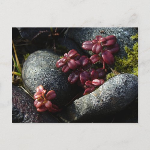 Lingonberry Leaves _ Autumn Colors Unalaska Islan Postcard