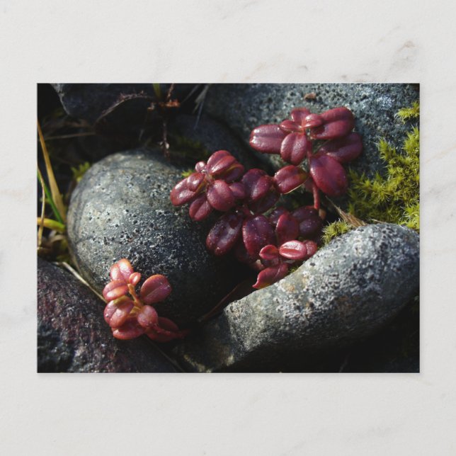 Lingonberry Leaves - Autumn Colors, Unalaska Islan Postcard (Front)