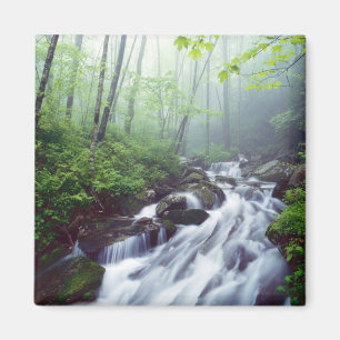 Linn Cove Creek cascading through foggy Magnet