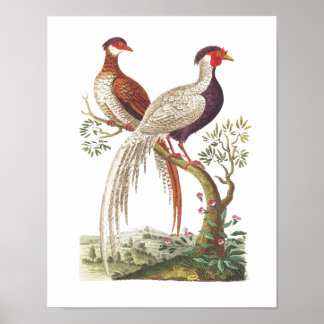 Linnaeus Birds - Chinese Pheasants Poster