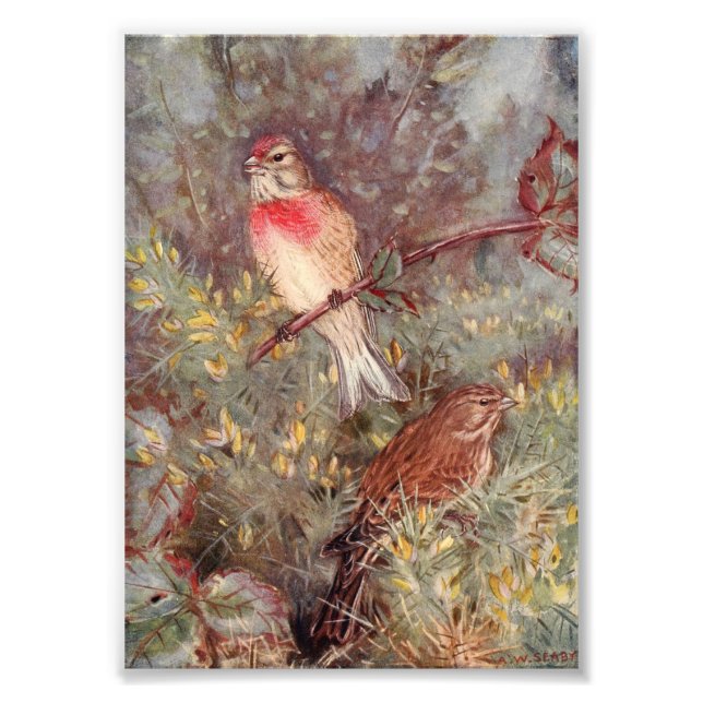 Linnent Birds Vintage Illustration Photo Print (Front)