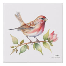 Linnet Finch on a Rose Branch