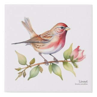 Linnet Finch on a Rose Branch Faux Canvas Print