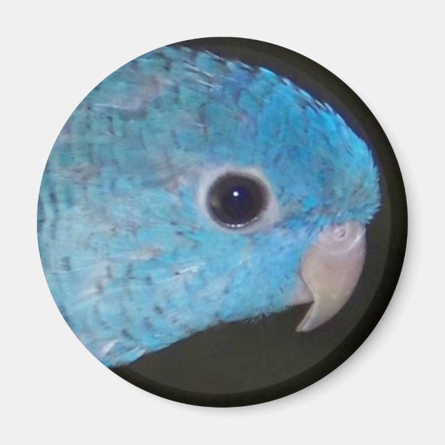 Linnie parakeet Magnet (Front)
