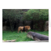 Lion (Front Horizontal)