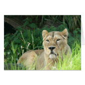 lion (Front Horizontal)