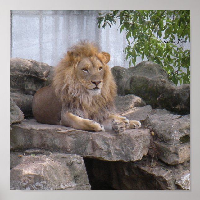 lion1 poster (Front)