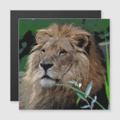 Lion20150805 (Front/Back)