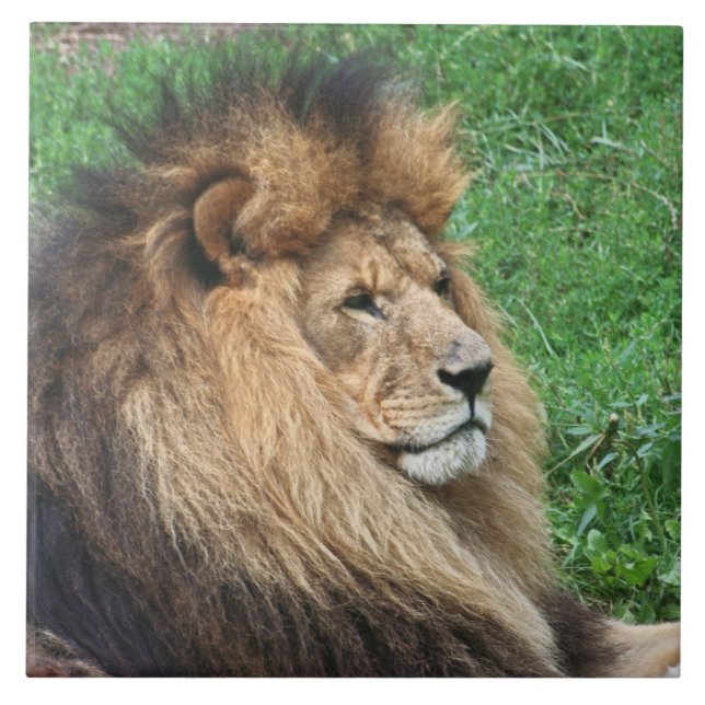 Lion 001 ceramic tile (Front)