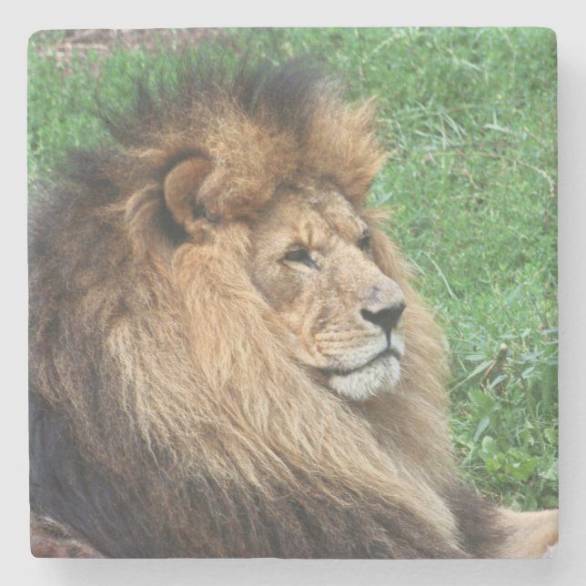 Lion 001 stone coaster (Front)