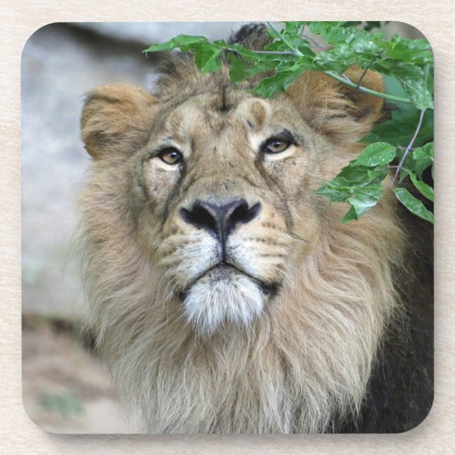 Lion 002 beverage coaster (Front)