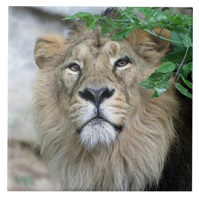 Lion 002 ceramic tile (Front)