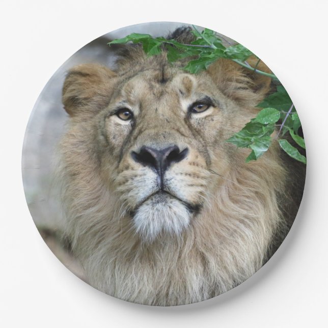 Lion 002 paper plates (Front)