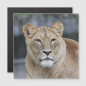 Lion 004 (Front/Back)