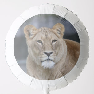 Lion 004 balloon