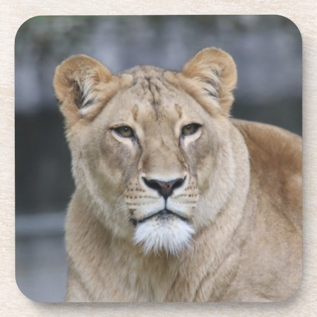 Lion 004 beverage coaster (Front)