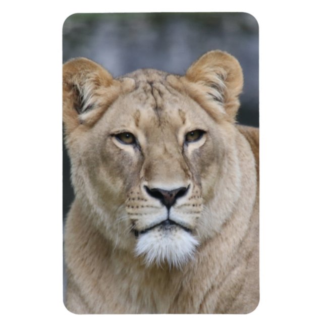 Lion 004 magnet (Vertical)