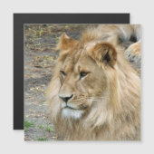 Lion 011 (Front/Back)