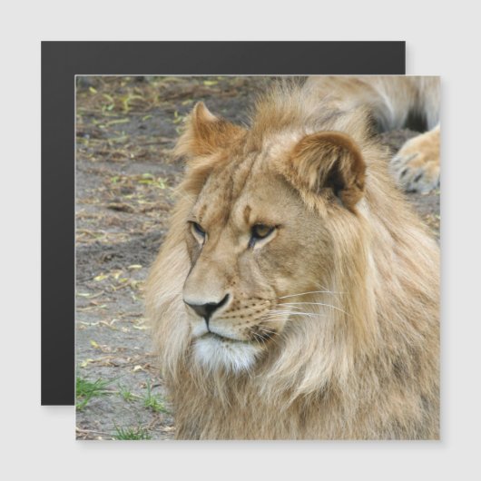 Lion 011 (Front/Back)