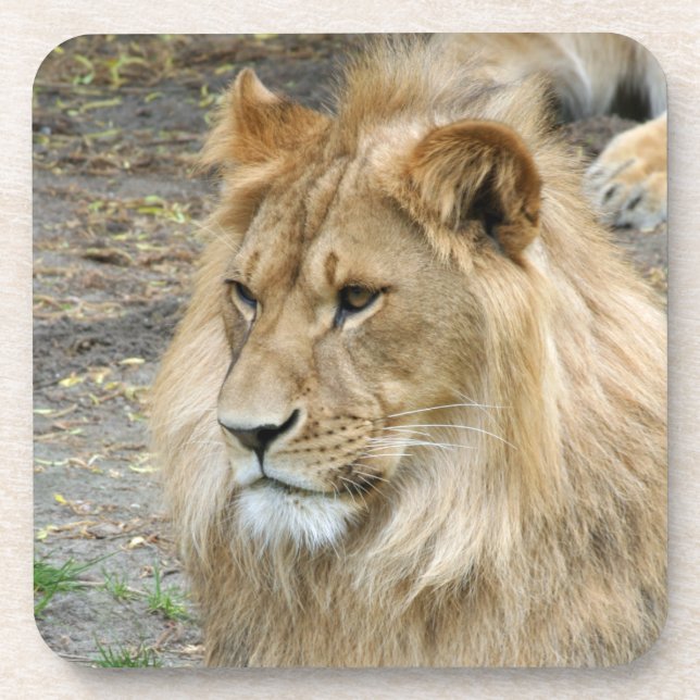 Lion 011 beverage coaster (Front)