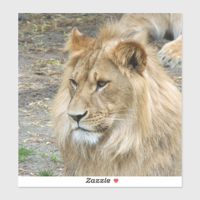 Lion 011 sticker (Sheet)