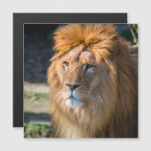 Lion 013 (Front/Back)