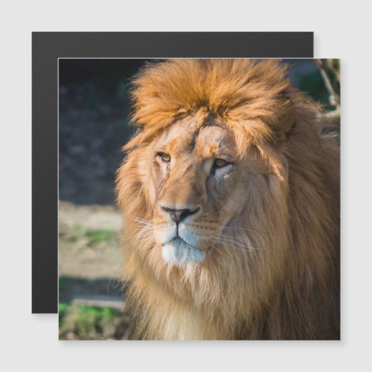 Lion 013 (Front/Back)